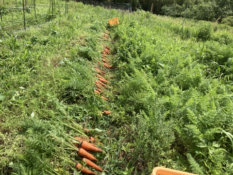 農薬・化学肥料不使用　人参　箱込　５kg