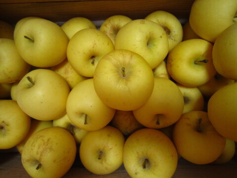 樹上完熟 有袋はるか 小玉 家庭用 総重量 約4.3kg 青森県 南部地方産 自家りんご農園生産直送品！