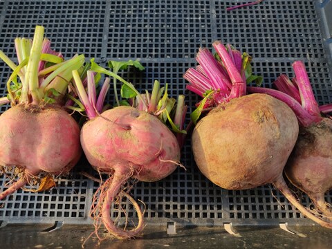 ✨食べるスーパーフード！ビーツ2種食べ比べセット【土付き直送】約3.8kg（葉なし）｜農薬・化成肥料不使用｜✨