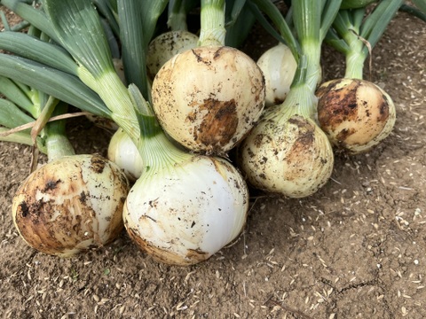 農薬不使用　新玉ねぎ（3kg）【農薬・化学肥料・除草剤不使用】