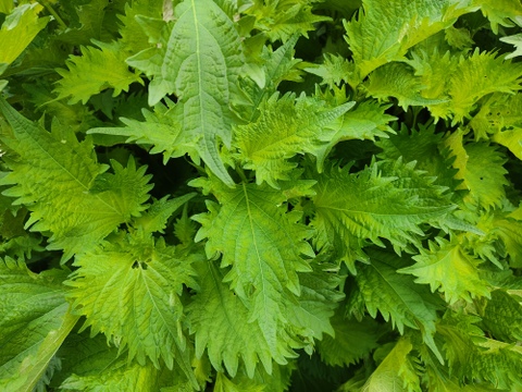 🥒🌿夏の薬味セット！【清涼感バツグン】朝採りキュウリ10本と香る朝採れ青紫蘇25枚のさっぱりセット｜浅漬け・冷やし麺・サラダに｜農薬・化成肥料不使用🥒🌿