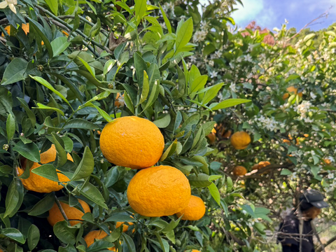 初夏の甘酸っぱさ🍊甘夏【家庭用・サイズ混合・10kg箱】