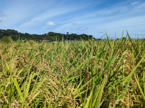 R5:あきたこまち5ぶつき9kg（農薬不使用のお米）