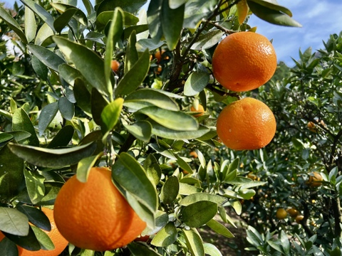 柑橘詰め合わせ！　訳あり10kg（箱込）