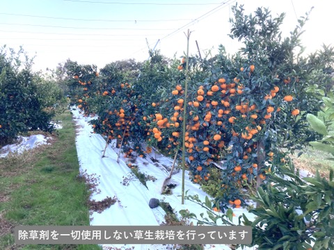 【貯蔵熟成】濃蜜 青島みかん 5kg｜静岡県から産地直送（糖度12～15度）