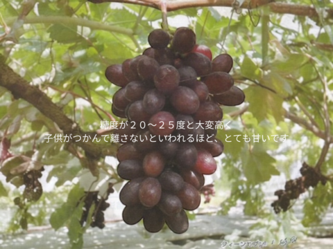 クイーンセブン – 一粒でスイーツ級、驚きの甘さの赤ぶどう