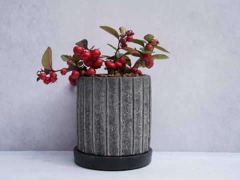 ミニ盆栽【チェッカーベリー × 黒縞陶器】高さ約17cm×横約15cm【夜市限定】