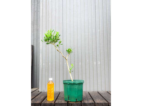 オリーブ 鉢植え アレクッゾ｜育てやすい シンボルツリー・盆栽にも最適　19