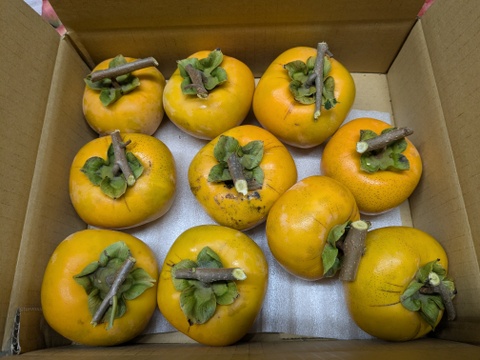 渋柿(干し柿、渋抜き用)２キロ