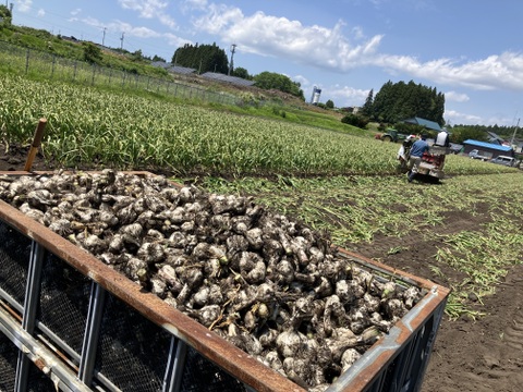 R７年産！青森県産　★お得な訳あり★にんにく！　１kg