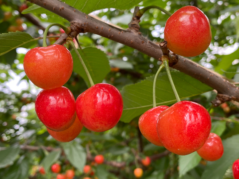 【2026年予約早割】さくらんぼ食べ比べ🍒7品種から旬の2品種をお届け！佐藤錦や紅秀峰など品種はおまかせ🍒