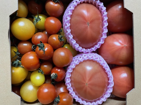 【 100％純トマト🍅】【雪ちゃんトマト】髙橋農場のトマト全部2キロ箱詰め（内容量1800gくらい）