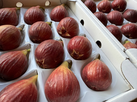 いちじく【ゆりかーご】１２玉