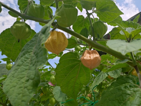 芳醇な香り♪フルーツほおづき　300g（24粒～30粒）