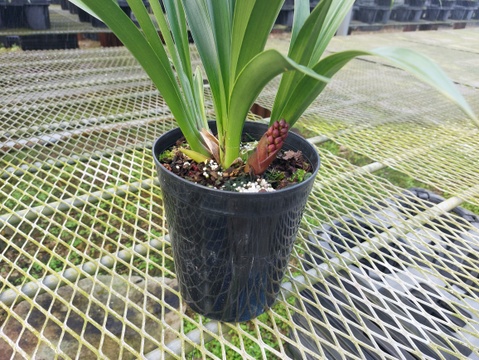 【花芽付きシンビジウム】ハチさんを誘引する蘭〝フォアゴットンフルーツ〟