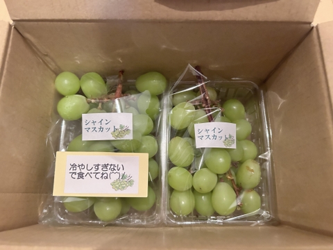 毎年大人気のご家庭用・山梨県産シャインマスカット1㎏