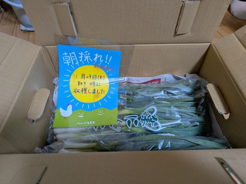 一番オススメのサイズ →【大好評(^^♪】寒い冬は、葉にんにくでお鍋に(^^ “ →→葉ニンニク 1000g  from 名水の里　神奈川県秦野市