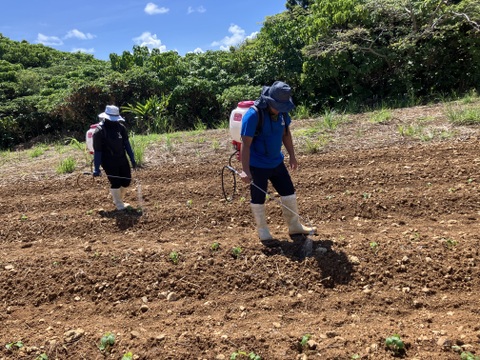 2025やなかーぎ‼️ど根性粘りの石垣島産オクラ⭐️約1.5キロ