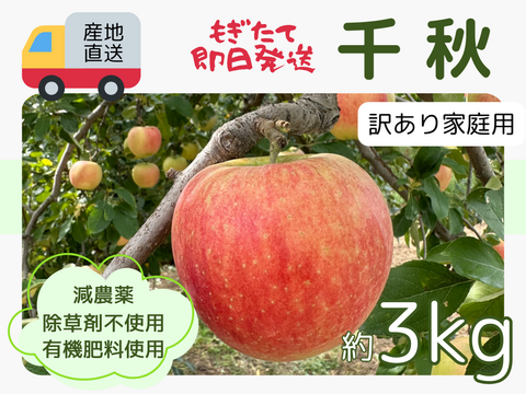 もぎたて即日発送 りんご 千秋 せんしゅう 訳あり家庭用 3kg 長野県産 信州りんご発祥の地 産地直送 除草剤不使用 人にやさしく環境にもやさしい