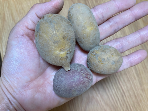 春採りじゃがいもミニ❗️４種類食べ比べ【アンデスレッド、男爵、キタアカリ、メークイン】