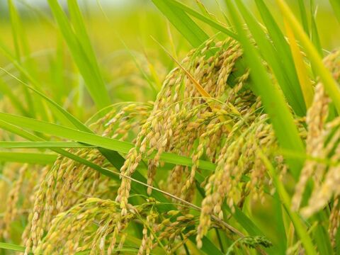 【冬ギフト】【玄米10kg】特別栽培米！1750年から続くお米農家が作ったお米『縁起の竜王米』　滋賀県竜王町産
