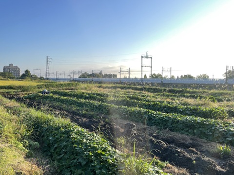 焼き芋に最適！さつまいも”紅はるか😊しっとりとした上質な甘み”色々サイズ土付き２Kg