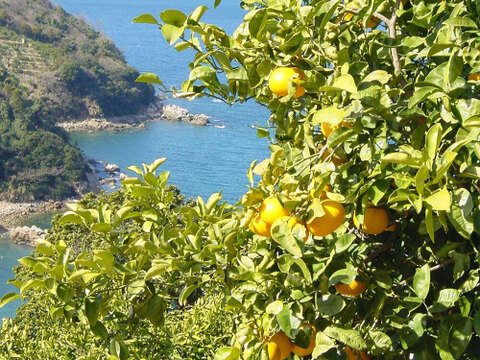 爽やかな香りが溜まらない　木なり八朔【家庭用(訳あり)】[2.5kg]　316-2h