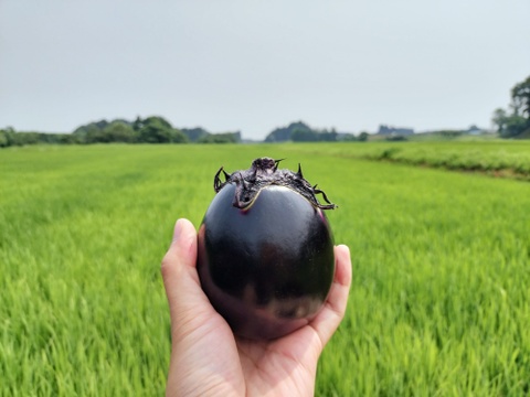 ナス好きのための🍆食べ比べセット3ｋｇ