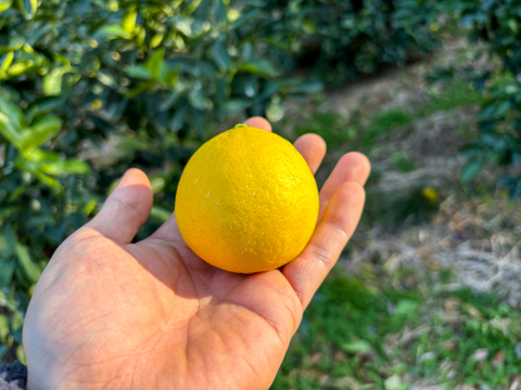 ［3kg］イエローライム！皮まで安心してご使用いただけます（大小混合）