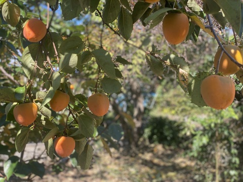 甲斐の国名産【枯露(ころ)柿】
太陽と風が渋〜い甲州百目柿を甘〜い干し柿に育てました！南国果実の様な濃厚な天然スイーツ枯露柿300gパック(5〜6個チャック付袋入り)