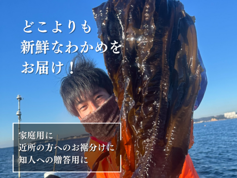 【贅沢生わかめ】やみつきしゃぶしゃぶでぽっかぽか 2kg（10人前）