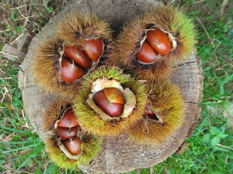 完売御礼✴熊本産　ごろごろ大きい和栗🌰5キロ　自然栽培　朝採り直送◎