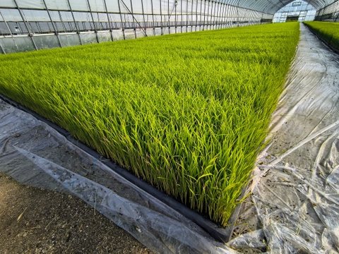 【令和7年産】晴れの国岡山産コシヒカリ玄米20kg