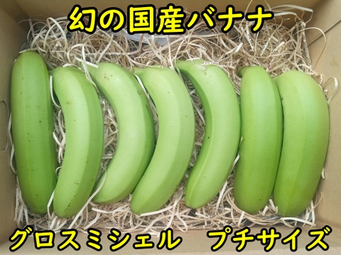 【農薬・化学肥料】幻の品種グロスミシェル！！国産バナナ プチサイズ1.8kg【栽培期間中不使用】