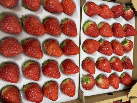【濃いいちご🍓】M-Sサイズ（60-70）粒入り　冬仕立て　あまひめ｜自然の力で育つ、心と体が喜ぶ濃厚いちご〈信州産〉