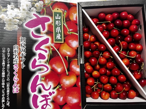さくらんぼ:紅秀峰 】【 1〜2日発送 】【 感謝祭価格🍒 】 山形県天童