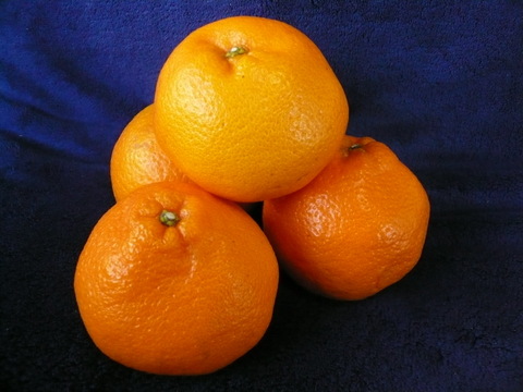 濃厚完熟みかん【はるみ】【せとか】４ｋｇ【柑橘食べ比べ】