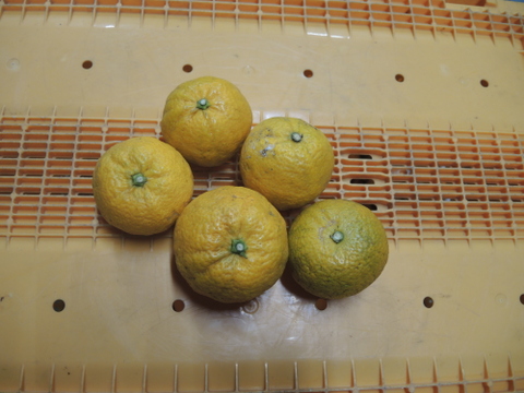 ジャバラ2ｋｇ　和歌山県特産柑橘（数量の変更可能）