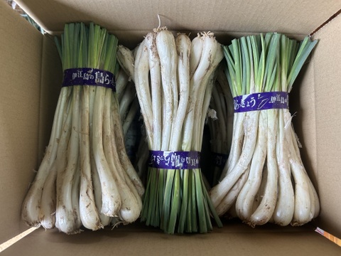 【沖縄 伊江島特産】島らっきょう 3kg