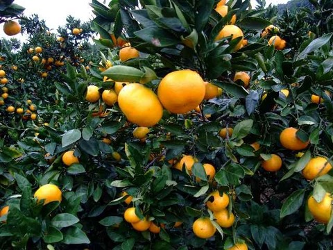 とにかく甘い！ひめまる石地みかん（ご家庭用・5Kg）