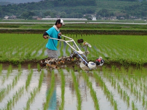 大地の力が育んだAランクの美味しさ『自然栽培のしあわせ米真空パック精米900gと古代米300g』【母の日ギフト】