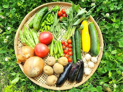【少量サイズ♪】信州夏野菜セット10品目 お試しにも！