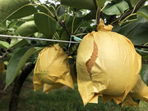 鳥取県産 王秋梨 ３キロ（５〜７玉）梨 japanese pear