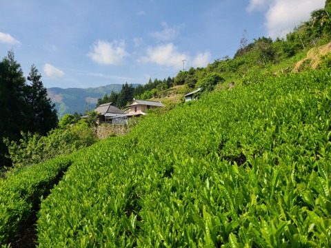 香り味わいがとてもとても自然な緑茶！　【特上】100g 3袋です。 農薬や化学肥料は一切使わず、肥料は周辺の茅草、落ち葉のみ！　【複数ご入用な方は専用商品を用意します。商品のQ＆Aで教えてください】