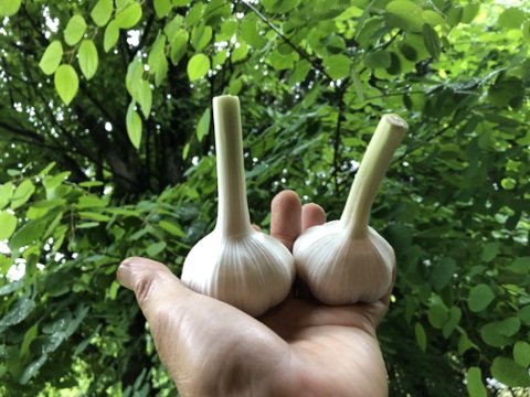 【新にんにく】１㎏ あま～いホクホク！有機、農薬不使用、阿蘇の水で育ちました。