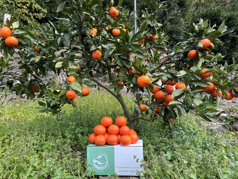 【3キロ】樹上完熟 小原紅 節減対象農薬 特別栽培で育てたからだにやさしい　有田みかん