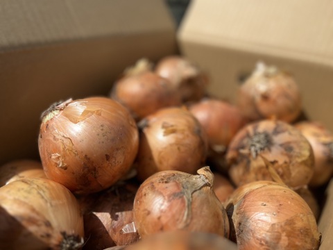 【シーズン最終価格❗️】【白子町特産】✨林農園の白子玉ねぎ✨（10kg）