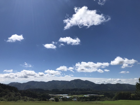 ※お買得【農薬・化学肥料不使用栽培】2024年産　青森県産　小粒(メークイン）　約10ｋｇ