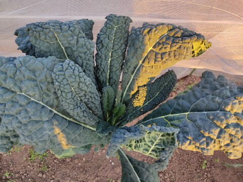 ✨農薬・化成肥料不使用の珍しい野菜カーボロネロ500g✨