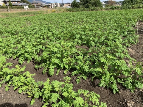 農薬化学肥料不使用‼︎今が旬！新じゃがカラフル詰め合わせ＆ローズマリー少量